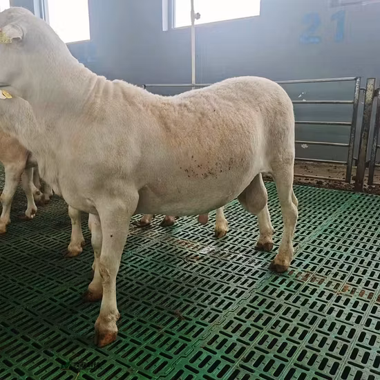 Plancher à lattes en plastique pour équipement agricole d'élevage, pour porc et chèvre